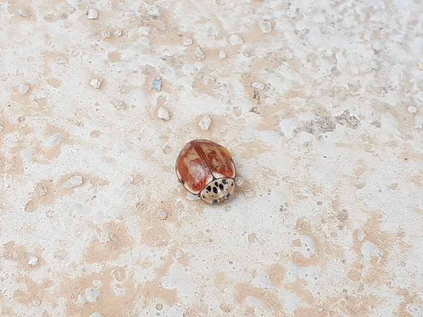 Harmonia quadripunctata - négypettyes katica