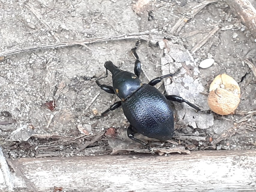 Liparus coronatus - kis turbolyaormányos
