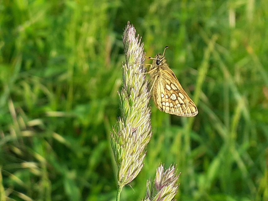 Carterocephalus palaemon - kockás busalepke
