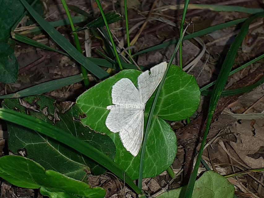 Scopula floslactata - tejfehér sávosaraszoló