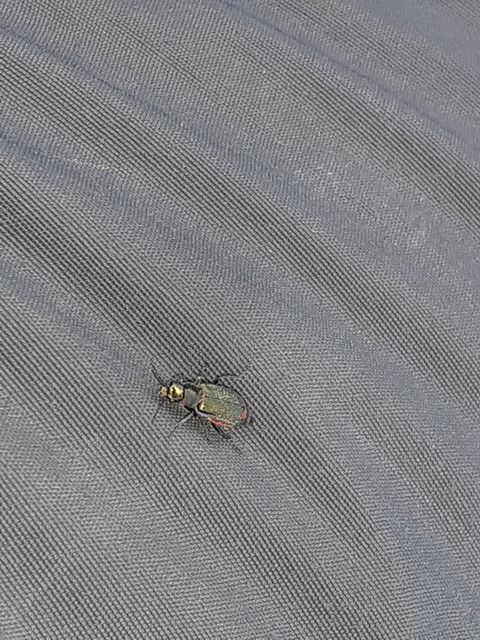 Malachius bipustulatus - kétfoltos bibircsesbogár