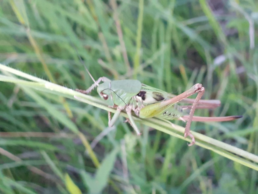Decticus verrucivorus - szemölcsevő szöcske