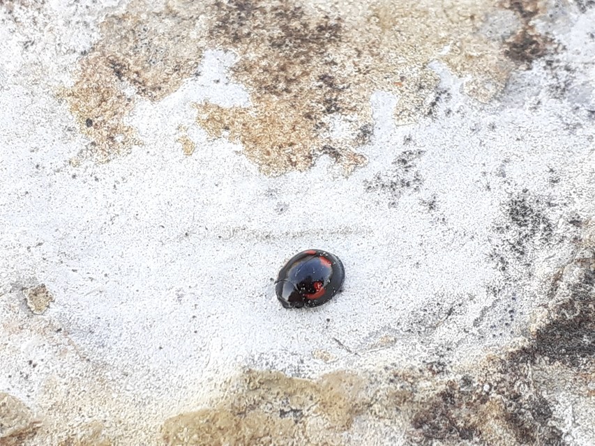 Exochomus quadripustulatus - négyfoltos szerecsenkata