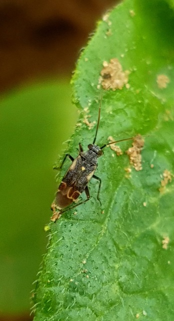 Polymerus Polymerus