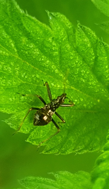 Himacerus