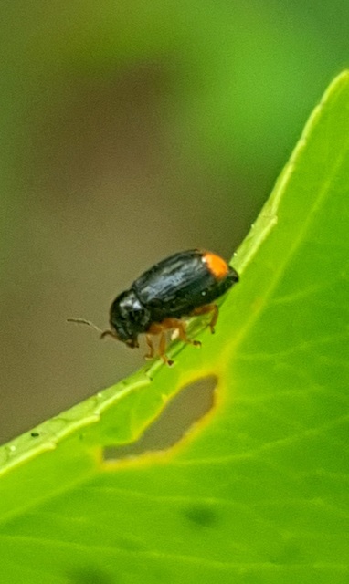 Cryptocephalus chrysopus - sárgavégű zömökbogár