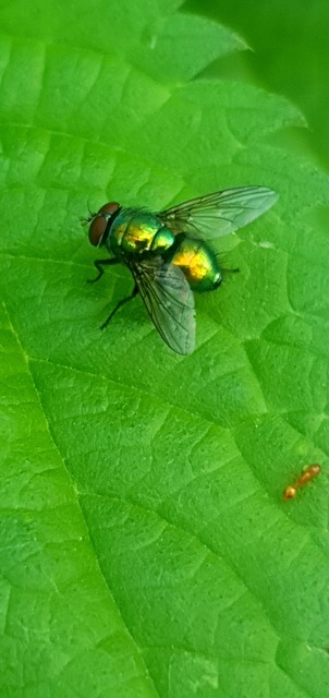 Lucilia