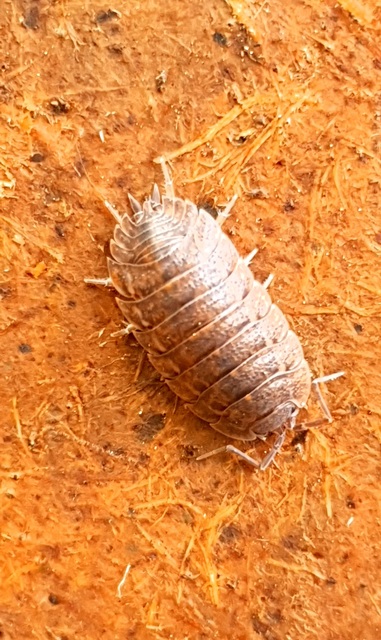 Trachelipus