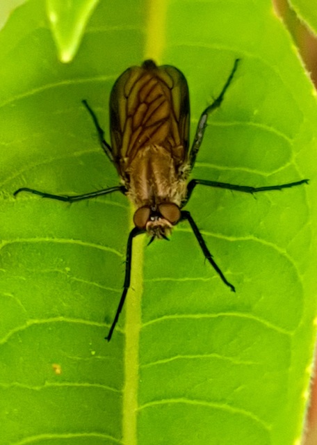 Thereva rustica