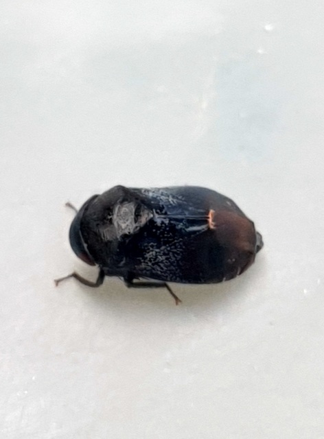 Penthimia nigra - fekete kabóca