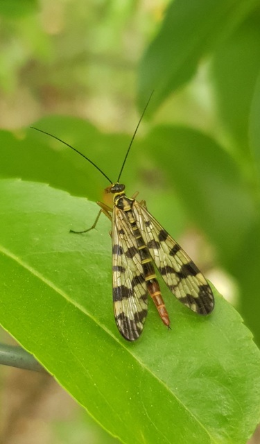 Panorpa vulgaris