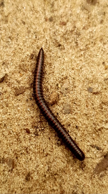 Diplopoda - Ikerszelvényesek