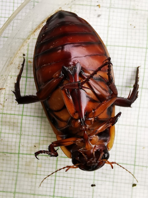 Dytiscus dimidiatus - tompacsípős csíkbogár