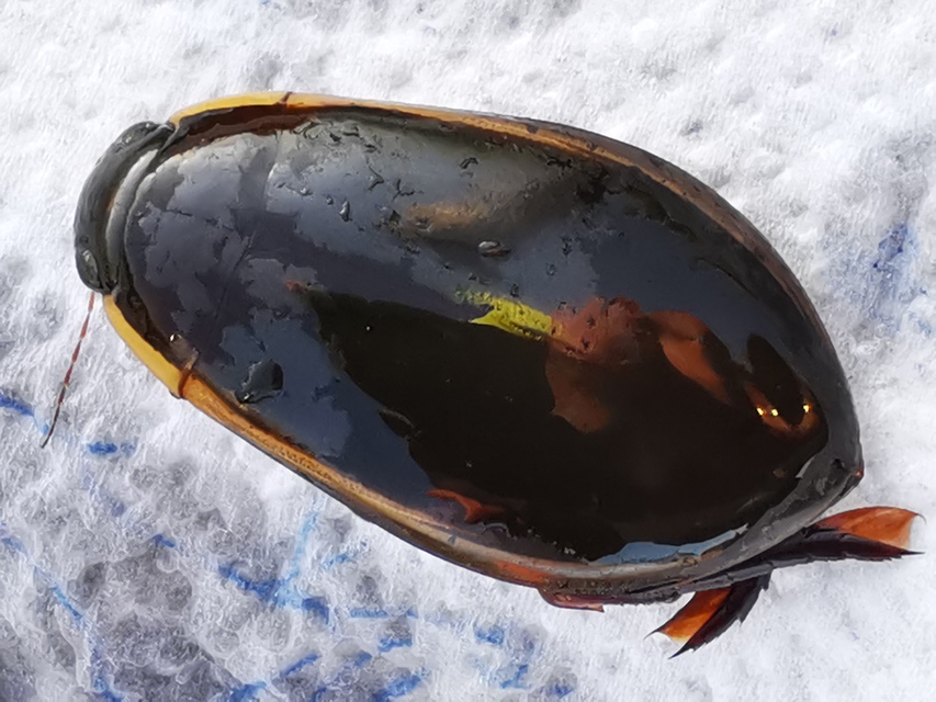Cybister lateralimarginalis - nagy búvárbogár