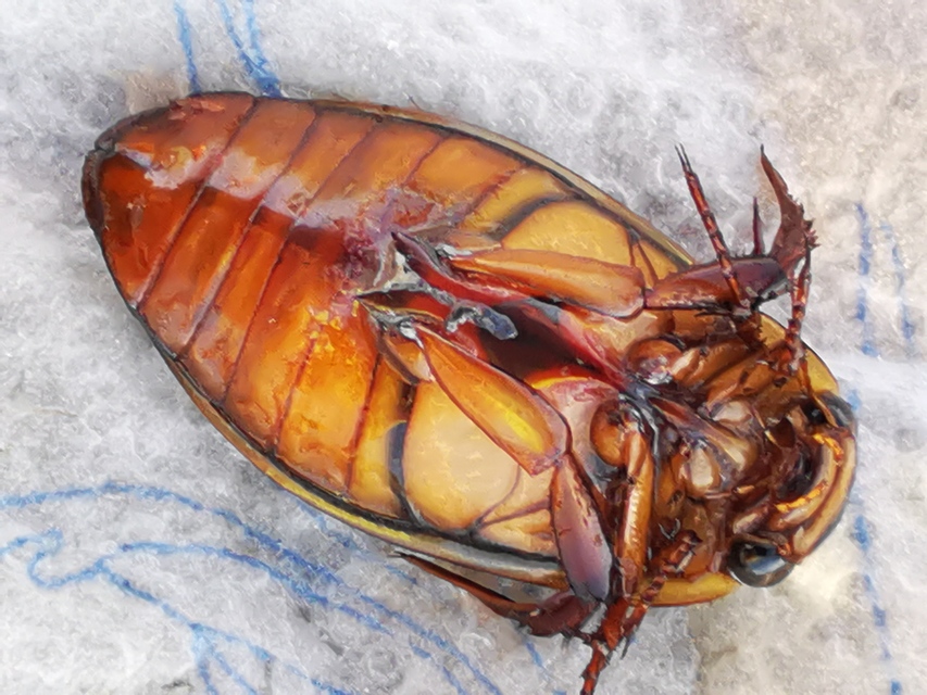 Dytiscus marginalis - szegélyes csíkbogár