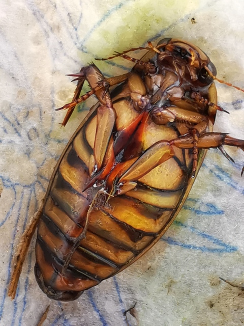 Dytiscus circumflexus - foltoshasú csíkbogár