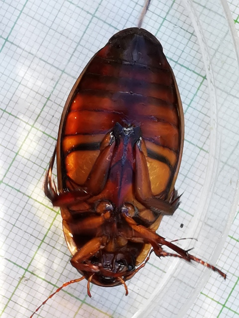 Dytiscus dimidiatus - tompacsípős csíkbogár