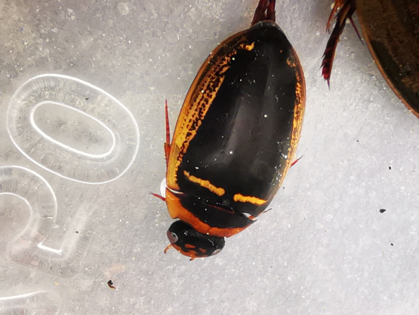 Hydaticus transversalis - harántsávos mocsáricsíkbogár