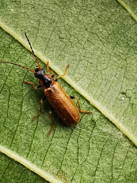 Rhagonycha nigriventris - feketecombú lágybogár Rhagonycha nigriventris - feketecombú lágybogár