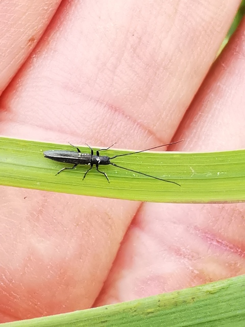 Theophilea subcylindricollis - hengeres szalmacincér