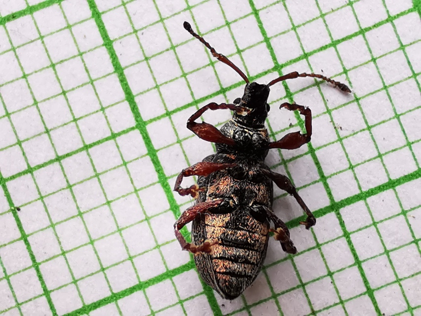 Phyllobius pomaceus - csalán-levélormányos