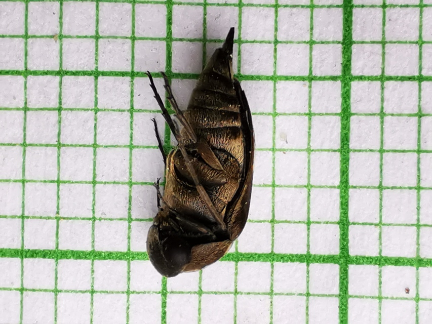 Tomoxia bucephala - kúptestű maróka