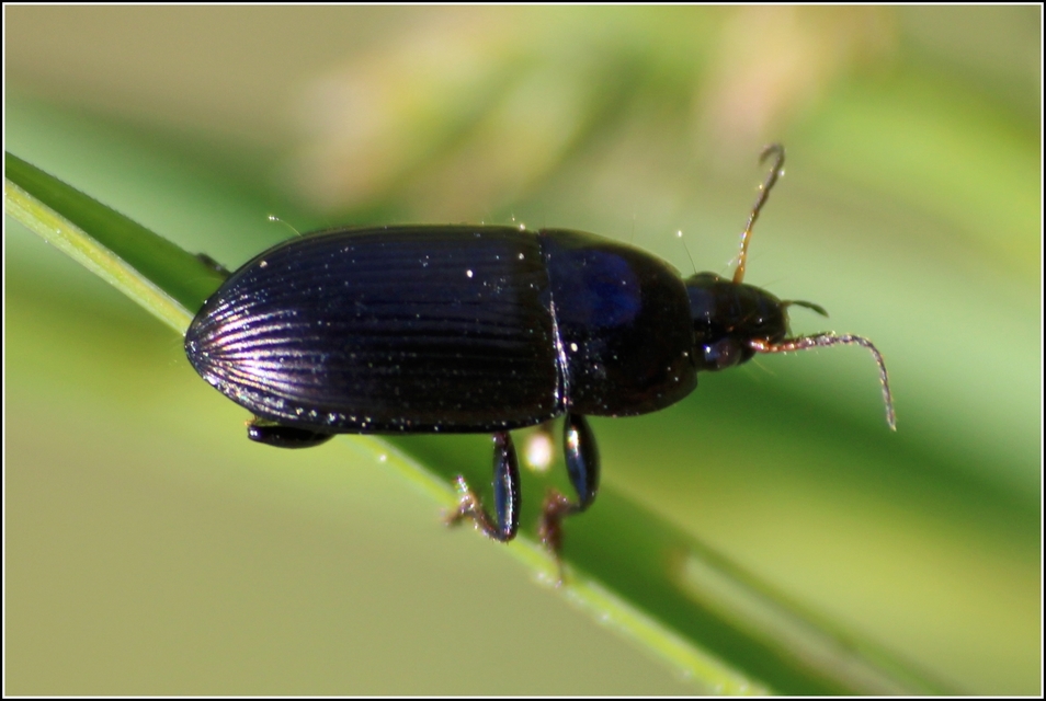 Amara similata - gyakori közfutó Amara similata - gyakori közfutó