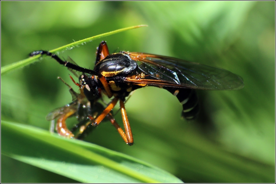 Molobratia teutonus