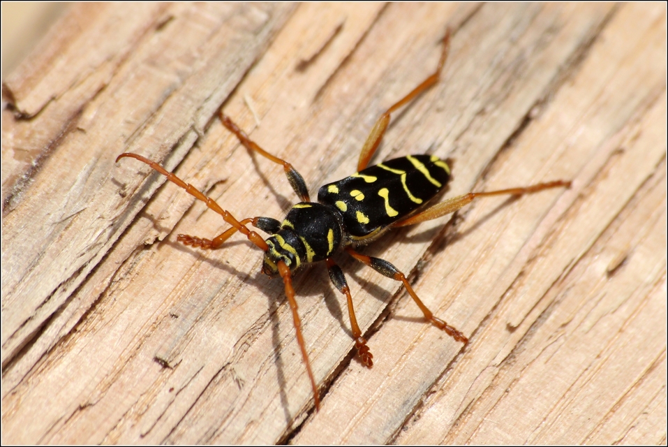 Plagionotus arcuatus - bársonyos darázscincér