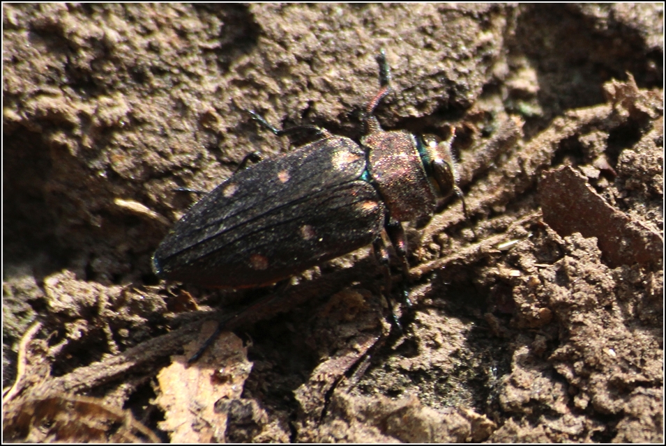 Chrysobothris affinis - aranypettyes díszbogár