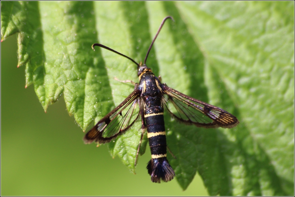 Sesiidae - szitkárfélék