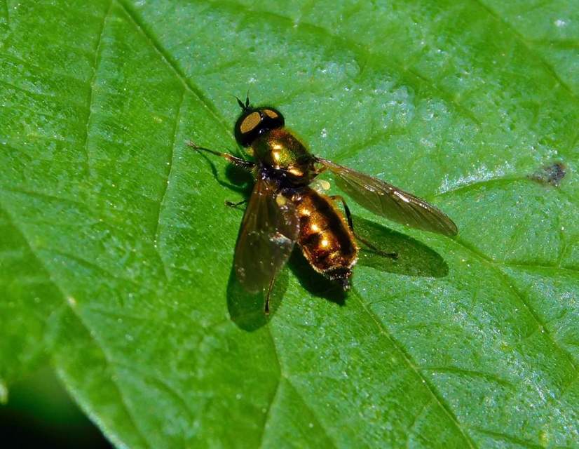 Chloromyia formosa - közönséges fémeslégy