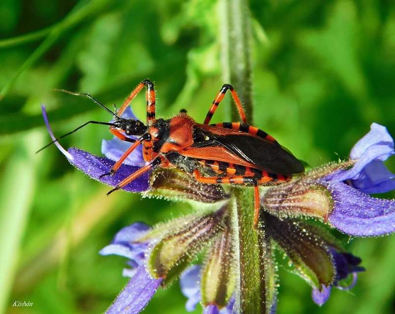 Rhynocoris iracundus - közönséges gyilkospoloska