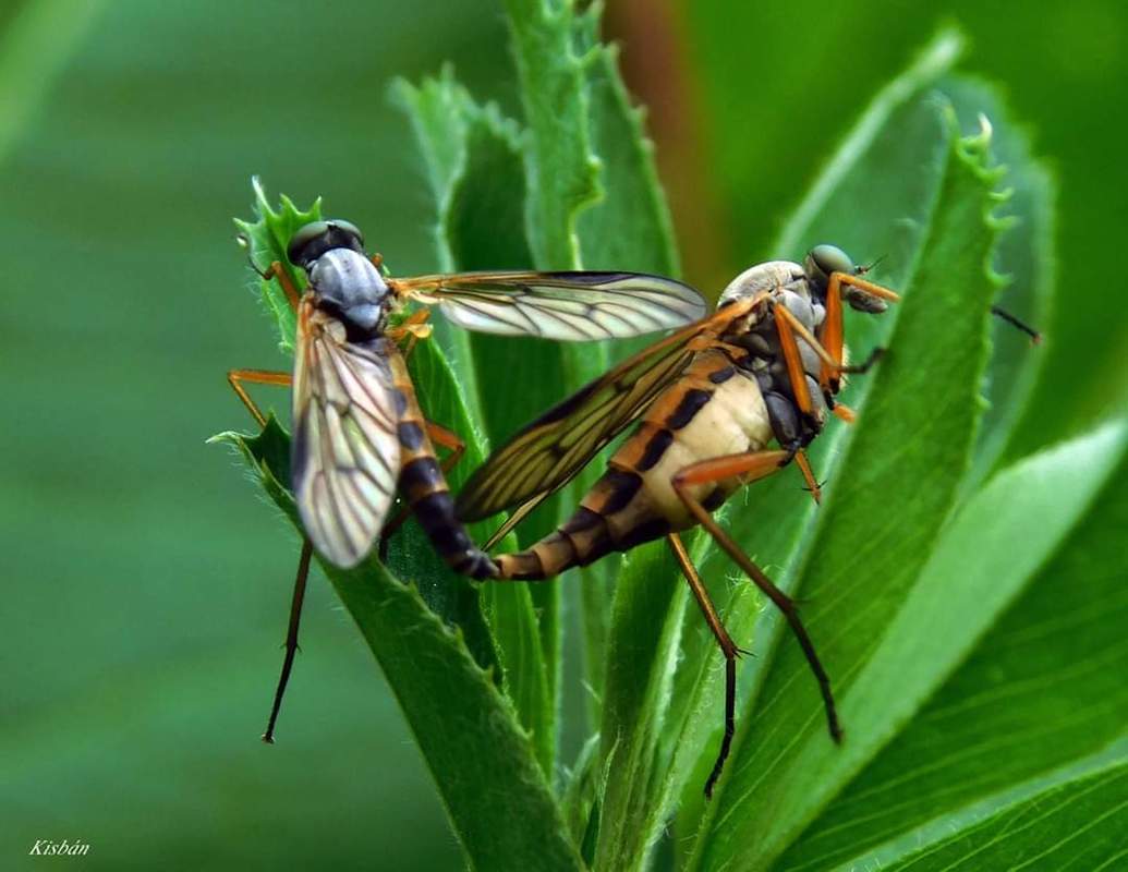 Rhagio vitripennis - sötéterű kószalégy
