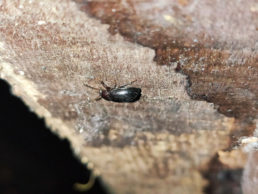 Nalassus dermestoides - rövidszárnyú gyászbogár