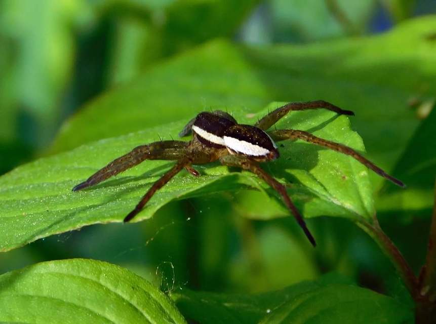 Dolomedes plantarius/fimbriatus