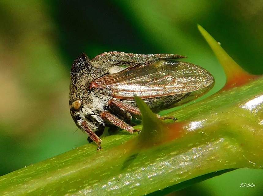 Centrotus cornutus - szarvaskabóca