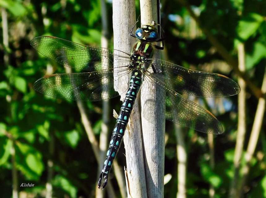Brachytron pratense - szőrös karcsúacsa