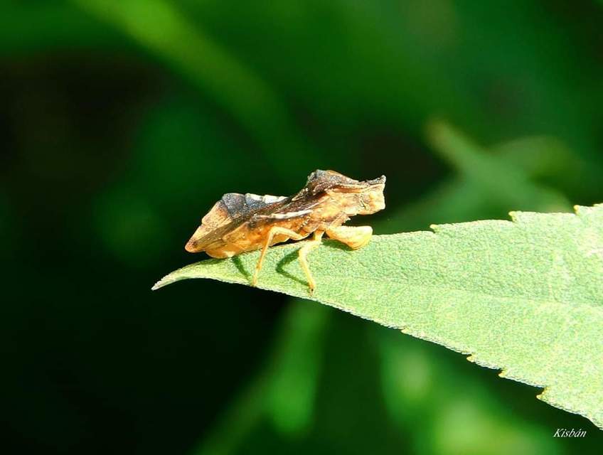 Phymata crassipes - fogólábú poloska