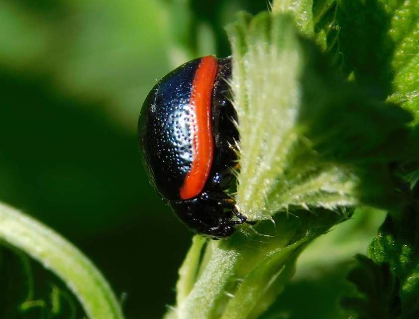 Chrysolina rossia - trapézhátú szegélyeslevelész