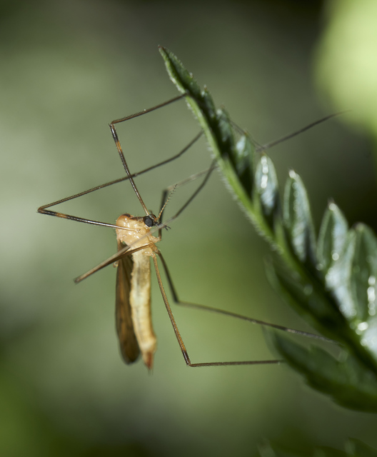 Limonia nigropunctata