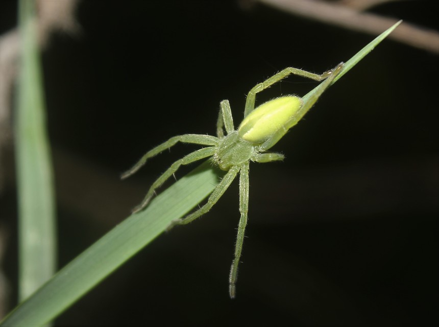 Micrommata virescens - hunyópók