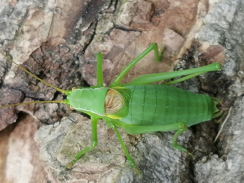 Isophya camptoxypha - kárpáti tarsza