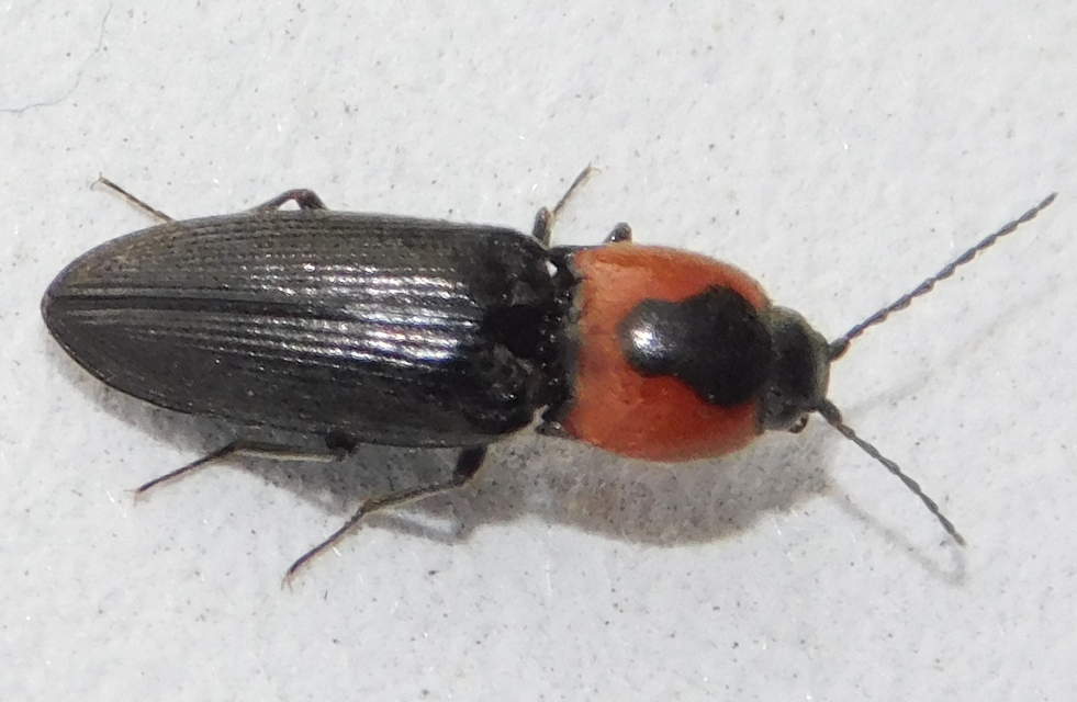 Cardiophorus discicollis - korongfoltos szívespattanó