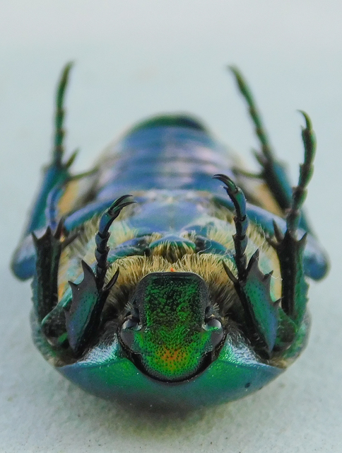 Protaetia affinis - smaragdzöld virágbogár