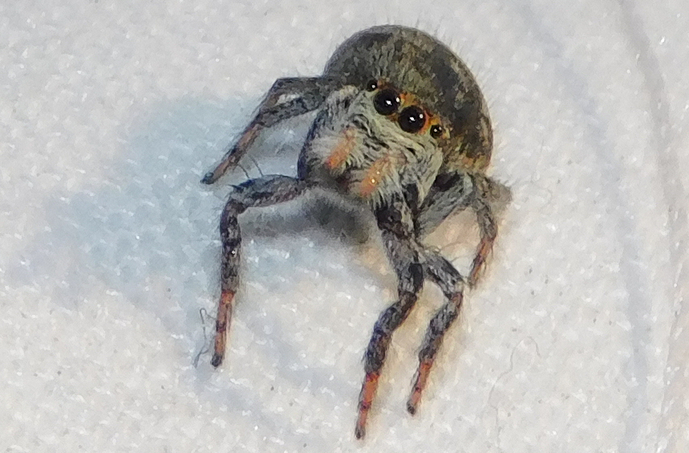 Carrhotus xanthogramma - rozsdás ugrópók