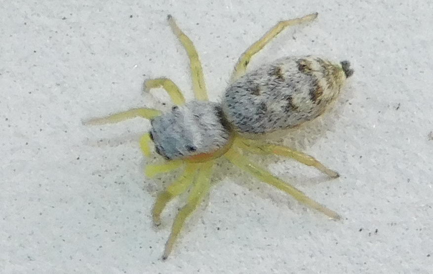 Heliophanus simplex - egyszerű ugrópók