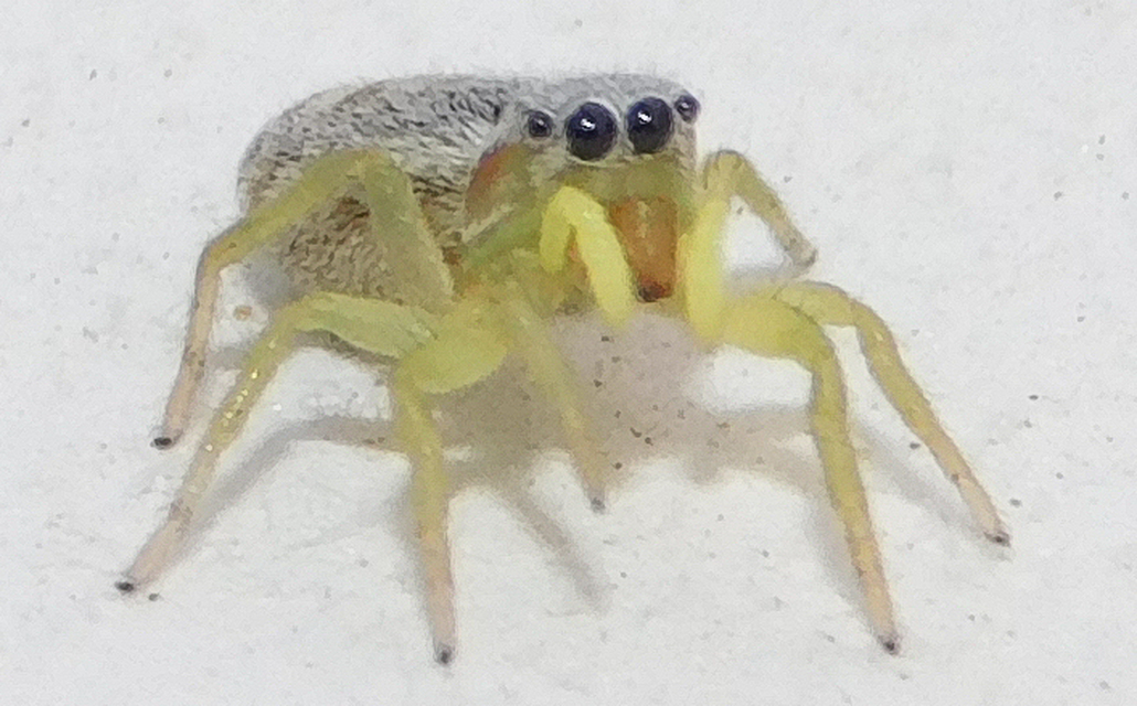 Heliophanus simplex - egyszerű ugrópók