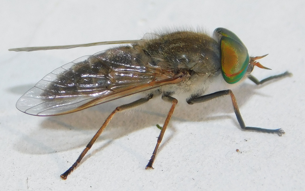 Tabanus