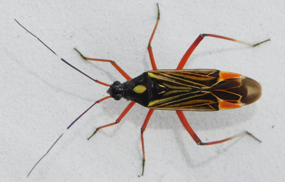 Miris striatus - sávos mezeipoloska